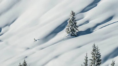 Schneebedeckte Landschaft mit einzelnen Tannenbäumen und Tierspuren im Schnee